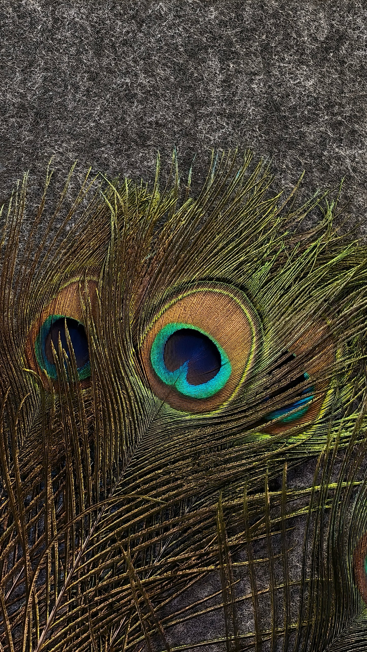 Natural Peacock Feather | Premium Mor Pankh for Home Decor, Pooja, Vastu & Good Luck. (Pack Of 10)