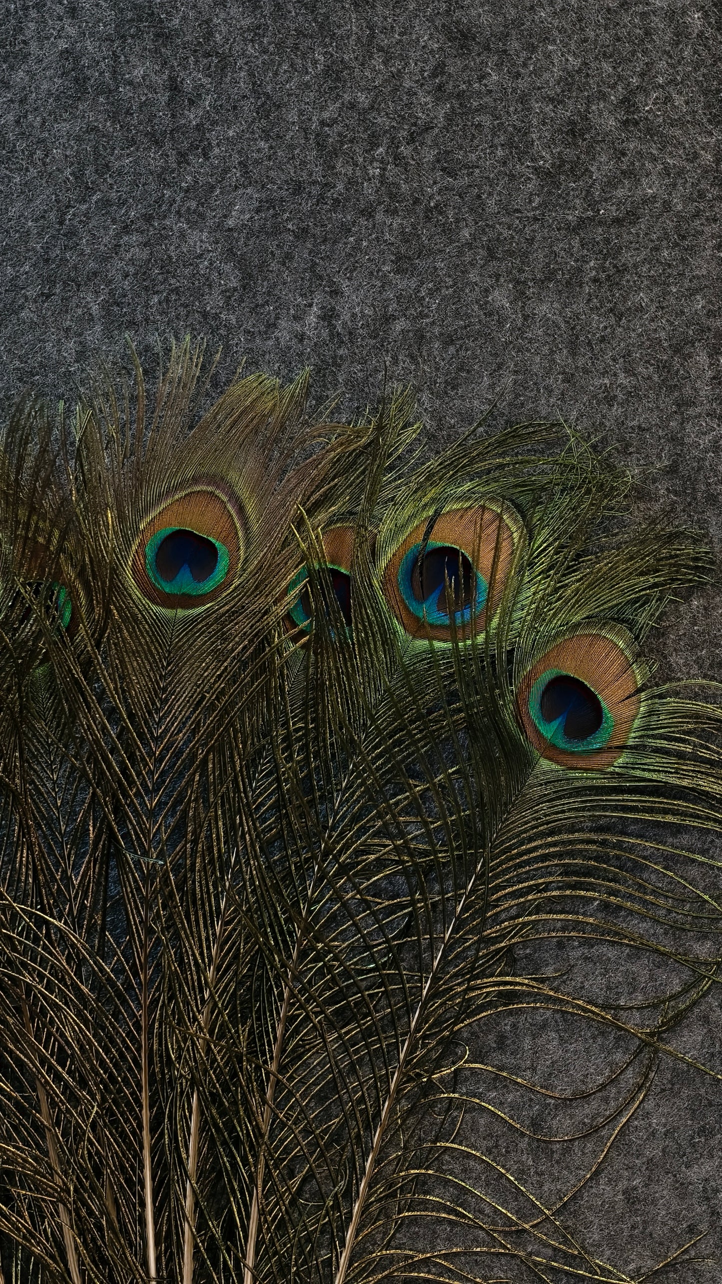 Natural Peacock Feather | Premium Mor Pankh for Home Decor, Pooja, Vastu & Good Luck. (Pack Of 10)