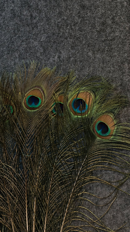 Natural Peacock Feather | Premium Mor Pankh for Home Decor, Pooja, Vastu & Good Luck. (Pack Of 10)