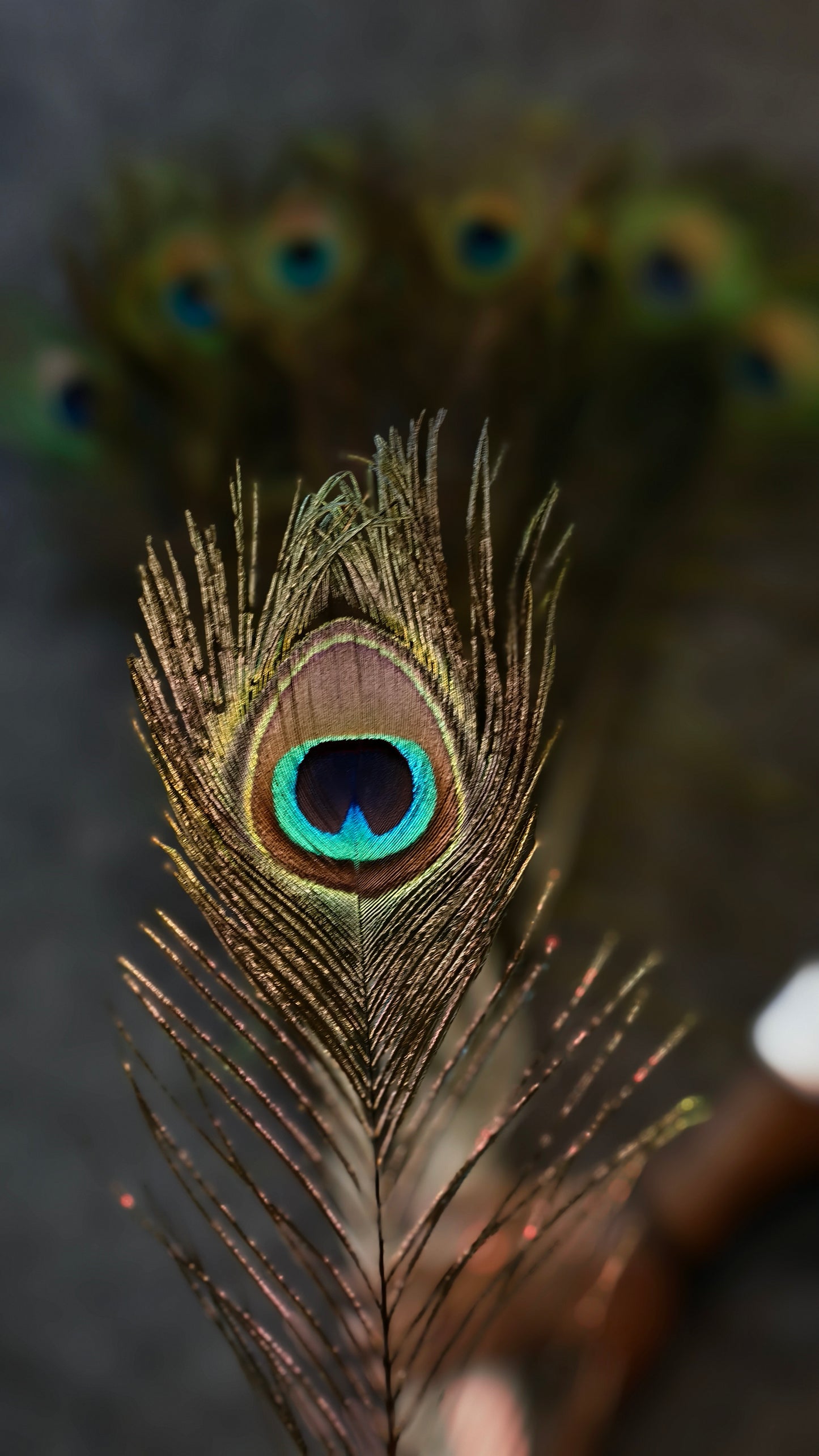 Natural Peacock Feather | Premium Mor Pankh for Home Decor, Pooja, Vastu & Good Luck. (Pack Of 10)