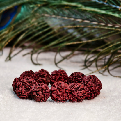 Original Rudraksha Bracelet | Spiritual, Healing & Meditation Wrist Band. (5 Mukhi)