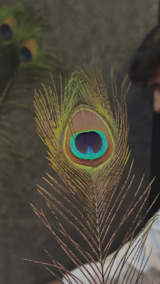 Natural Peacock Feather | Premium Mor Pankh for Home Decor, Pooja, Vastu & Good Luck. (Pack Of 10)